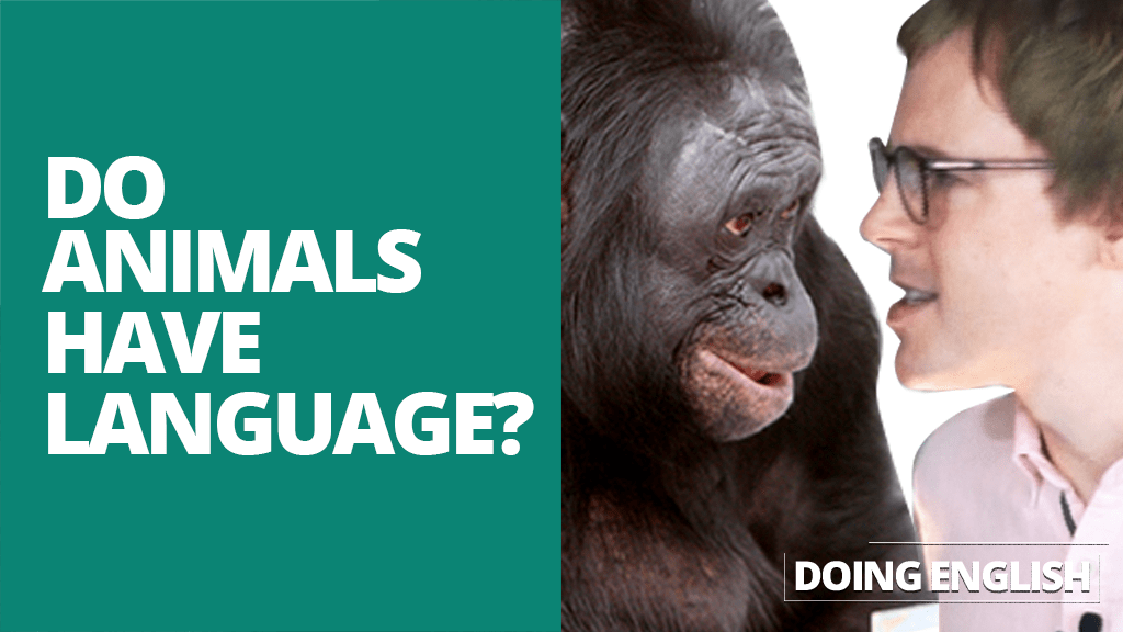 can-animals-use-language-doing-english